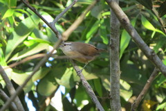 Cantorchilus leucotis
