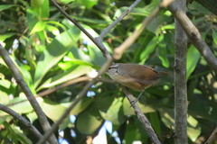 Cantorchilus leucotis