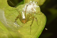 Oxyopes shweta