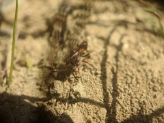 Nomada banksi