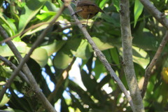 Cantorchilus leucotis