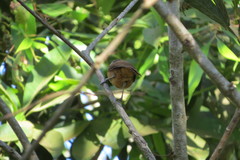 Cantorchilus leucotis