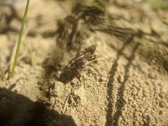 Nomada banksi
