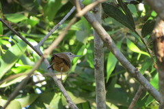 Cantorchilus leucotis