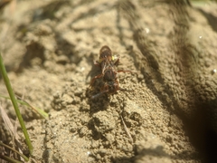 Nomada banksi
