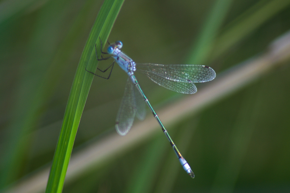 Lyre-tipped Spreadwing