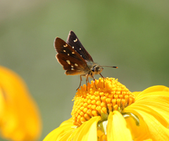 Piruna polingii