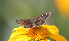Piruna polingii