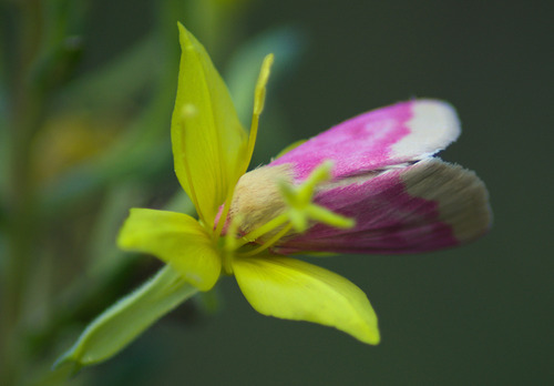 Primrose Moth photo 3