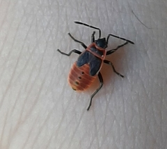 Pyrrhocoris apterus