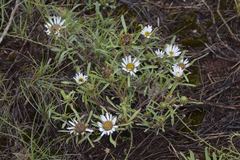 Townsendia grandiflora