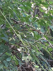 Dumetella carolinensis