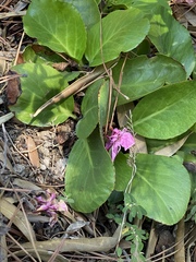 Bergenia