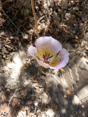 Calochortus plummerae