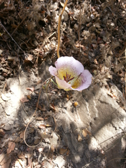 Calochortus plummerae