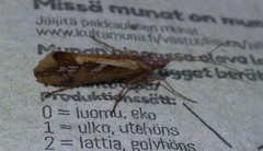 Limnephilus borealis