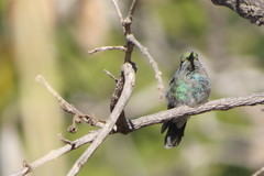 Colibri serrirostris