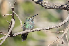 Colibri serrirostris