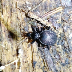 Cychrus attenuatus