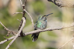 Colibri serrirostris