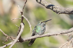 Colibri serrirostris