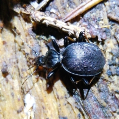 Cychrus attenuatus