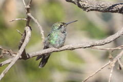 Colibri serrirostris