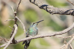Colibri serrirostris