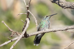 Colibri serrirostris