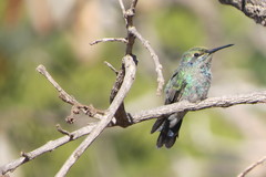 Colibri serrirostris