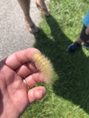 Spilosoma virginica