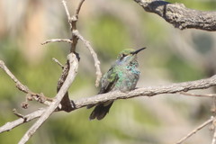 Colibri serrirostris