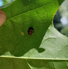 Harmonia axyridis