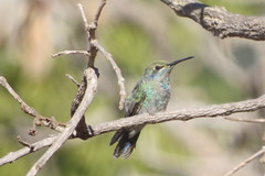Colibri serrirostris