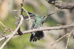 Colibri serrirostris