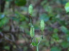 Lilium columbianum