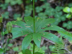 Lilium columbianum