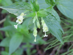 Epilobium luteum