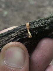 Trichoderma alutaceum