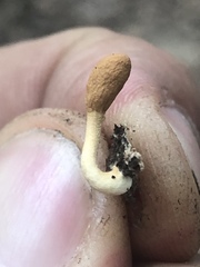 Trichoderma alutaceum