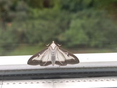 Cydalima perspectalis