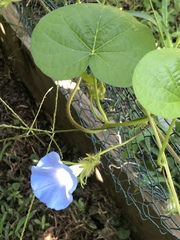 Ipomoea hederacea integriuscula