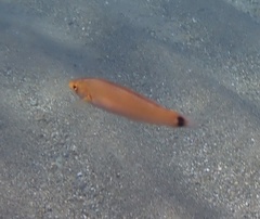 Halichoeres californicus