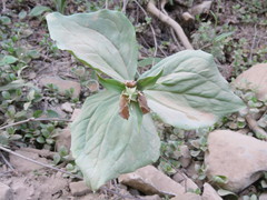 Trillium ovatum ovatum
