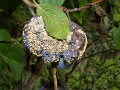 Monilinia fructigena