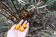 Macrozamia douglasii