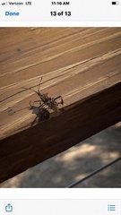 Leptoglossus clypealis