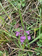 Pedicularis refracta transmorrisonensis