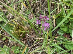 Pedicularis refracta transmorrisonensis