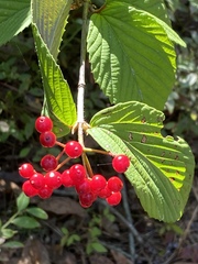 Viburnum wrightii